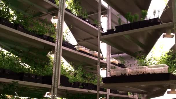 Serre avec plusieurs étagères pleines de semis plantés. Culture végétale — Video