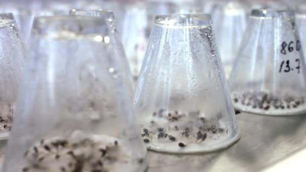 Semis de plantes poussant sous verrerie de laboratoire d'essai. Germes de plantes germées — Video
