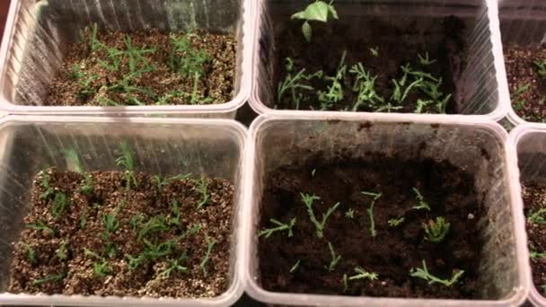 Growing of plant seedlings in greenhouse. Young plants of thuja in pots — Stock Video