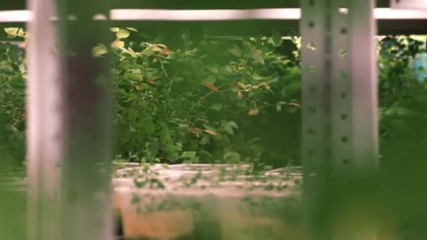 Modern agriculture. Plants growing in green house. Sapling plants in greenhouse — Stock Video