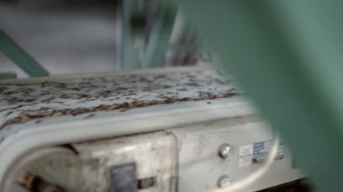 Tohum iğne yapraklı ağaçların depolanması için konveyör. Otomatik üretim hattı