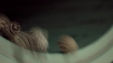 Koniler saflaştırma ve tohum çıkarma sırasında silindir düşmek