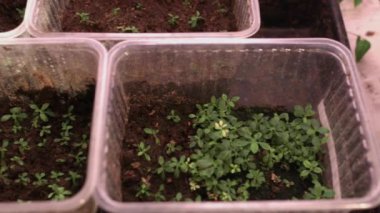 Tohumlardan çiçek yetiştirmek. Plastik tencerede çiçek fidanı. Bitki yetiştiriciliği