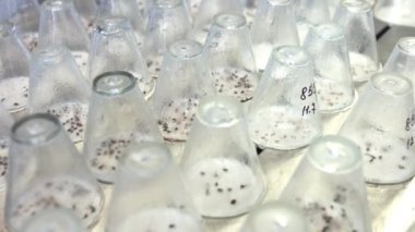 Test laboratuarı cam fabrikasında yetişen bitki fideleri. Çimlenmiş bitki filizi