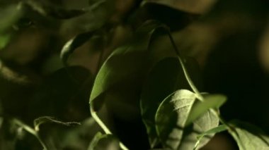 Between green leaves of plants. Dark brushwood in forest. Wood scenery