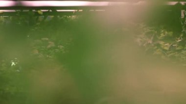 Kreş bitkiçiftliği. Genç bitkiler tepside dikim için hazır. Bitki yetiştiriciliği