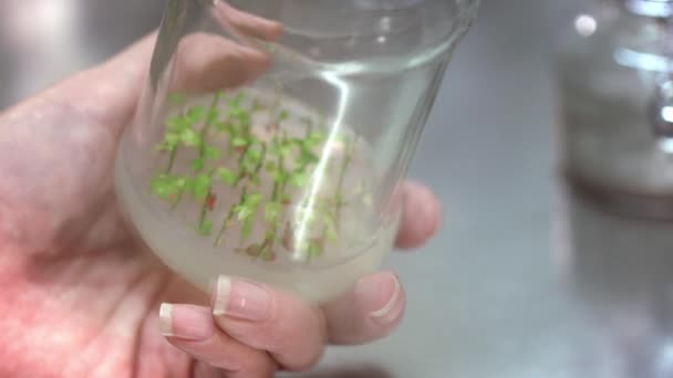 Cientista colocando protótipos de plantas em copos de laboratório para experiência — Vídeo de Stock