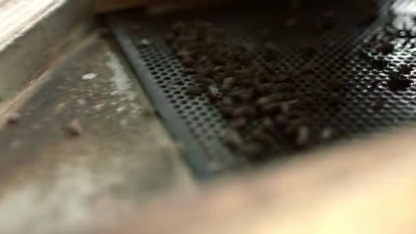Zaden op raster separator als onderdeel van het techologische proces in de fabriek — Stockvideo