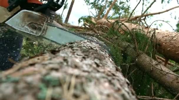 Hombre aserrando madera con motosierra. Madera profesional que corta el árbol por motosierra — Vídeo de stock