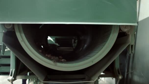 Máquina de dimensionamento de cones. Equipamento para processamento de cones de coníferas — Vídeo de Stock