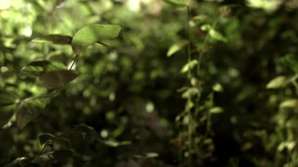 Reizen onder planten in groene struikgewas. Groene struiken in bos close-up — Stockvideo