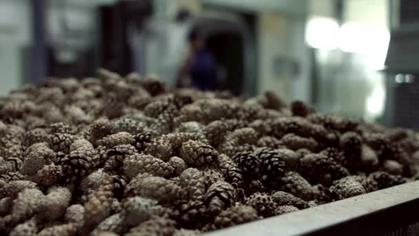 Empilhadeira que leva remessa de recipiente cheio de cones de pinho — Vídeo de Stock