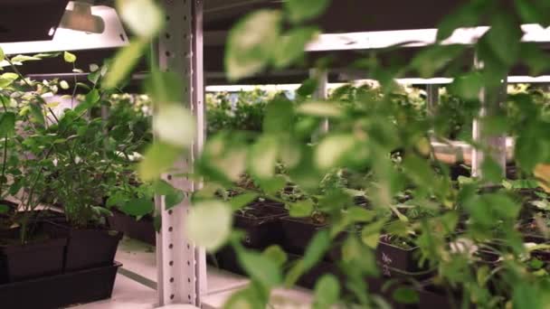 Plantas jóvenes creciendo en invernadero. Plantas que crecen en la granja para los negocios — Vídeos de Stock