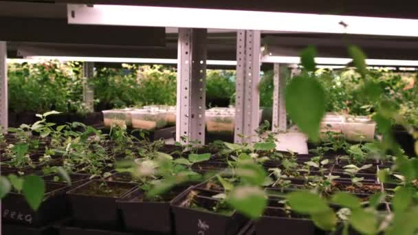 温室の苗木。温ハウスの鉢植えの苗の列. — ストック動画