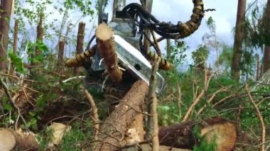 Güçlü ahşap hasat çam ahşap günlükleri ile çalışıyor. Tarım simülatörü