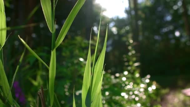 I raggi del sole si fanno strada attraverso il fogliame di alberi nella foresta giornata di sole — Video Stock