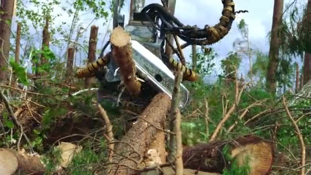 Potente raccoglitore di legno che lavora con tronchi in legno di pino. Simulatore di allevamento — Video Stock