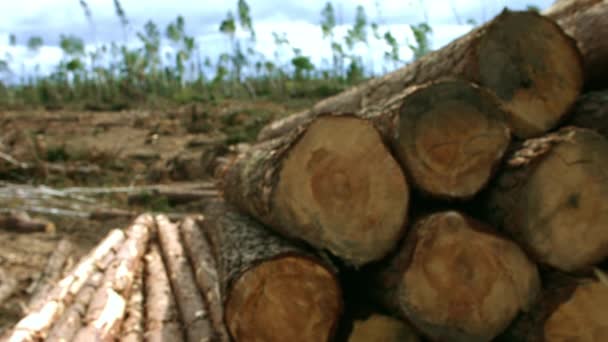 Umgestürzte Baumstämme liegen auf dem Gelände der Abholzung. Haufen mit abgeschnittenen Stämmen — Stockvideo