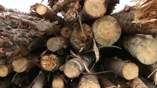 Сырье деревообрабатывающей промышленности на лесопилке. Деревообрабатывающая промышленность. Стопка бревен — стоковое видео