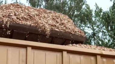 Kamyon gövdesine yığınhalinde talaş döken dev bir kova. Ön yükleyici çalışması