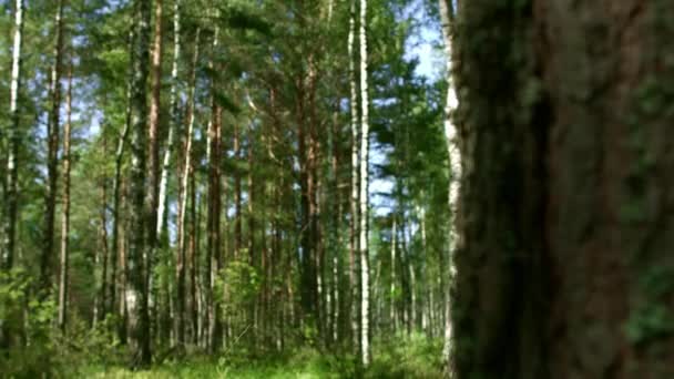 Výhled zpoza stromu na hustý smíšený les s vysokou trávou. Zelené letní dřevo — Stock video