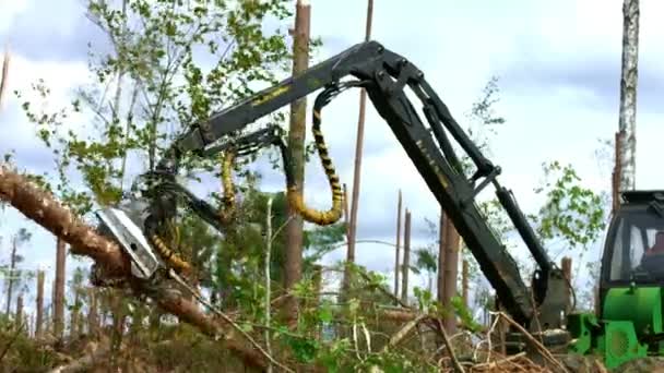 Logger met robotarm heffen en zagen logs in bos. Ontbossing — Stockvideo