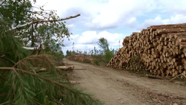Κορμούς πριονικών δέντρων αποθηκευμένοι κοντά στο δασικό δρόμο. Ακατέργαστο ξύλινο υλικό αποθήκευσης — Αρχείο Βίντεο