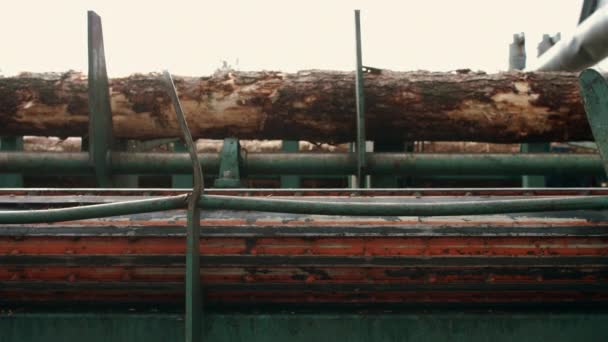 Proces obróbki dzienników w tartaku. Obróbka drewna w tartaku — Wideo stockowe