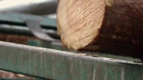 Alimentation du convoyeur en grumes. Convoyeur pour l'abattage du bois lourd. Transporteur de billes — Video