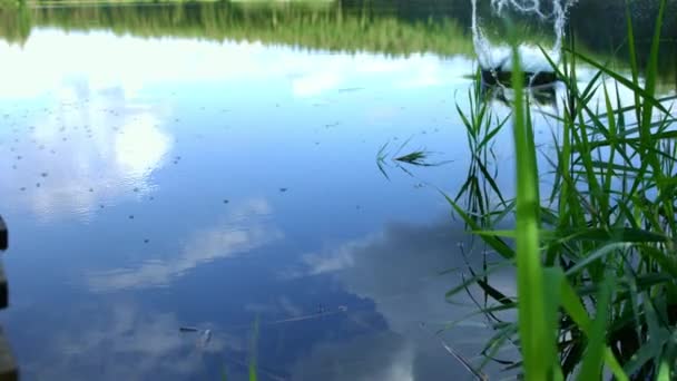 Wateroppervlak met stromend water schippers. Water striders op het meer — Stockvideo