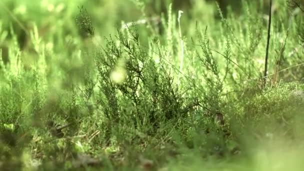 Ganz unten wachsen Waldpflanzen. schöne Natur. Sommerkonzept — Stockvideo