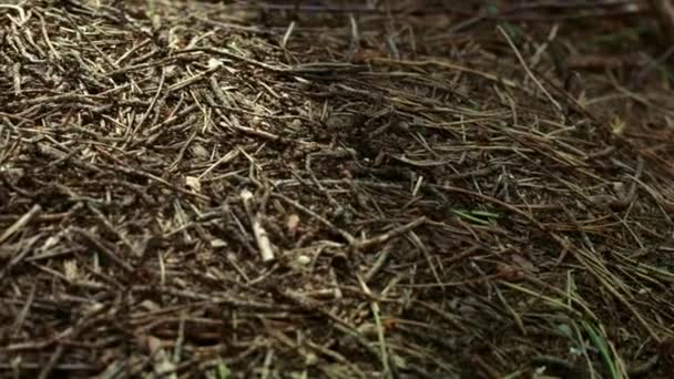 Grote Anthill met kolonie van mieren in het zomer bos. Bos insecten — Stockvideo