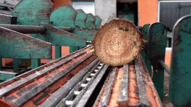 Logga transport till såglinje. Skär linje i sågverket. Bearbetning av timmer — Stockvideo