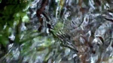 Ormanda pınardan akan soğuk su. Ormanda gevezelik dere