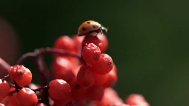 Avrupa yedi nokta uğur böceği ashberry olgun meyve üzerinde sürünen. Makro uğur böceği