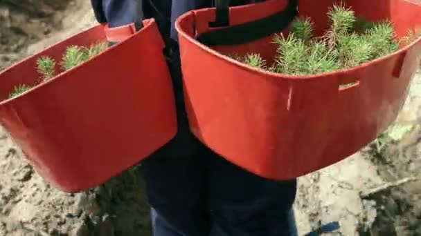 Man bär brickor med plantor av tall för plantering i marken. Trä plantering — Stockvideo
