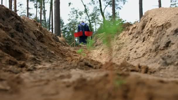 Man plantering små tall plantor i marken. Unga groddar av tall i skogen — Stockvideo