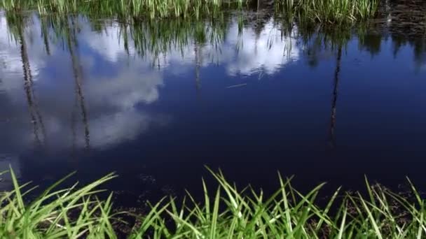 Picturesque pond with thicket of sedge and Acorus calamus. Water landscape — Stock Video