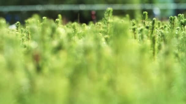 씨앗에서 재배 모종에서 소나무의 재배. 성장하는 소나무 — 비디오