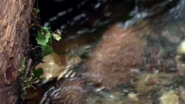 Calmadamente balbuceando arroyo de agua refrescante poco profunda. Corriente rápida del río forestal — Vídeo de stock