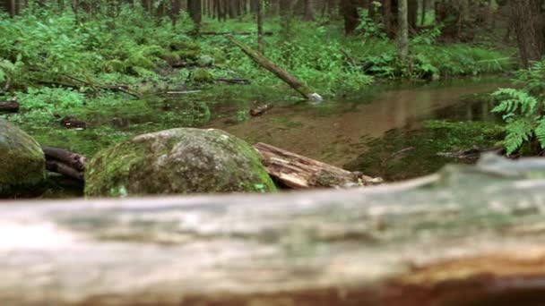 Arroyo forestal que fluye entre matorrales verdes y piedras cubiertas de musgo. Naturaleza tranquila. — Vídeo de stock