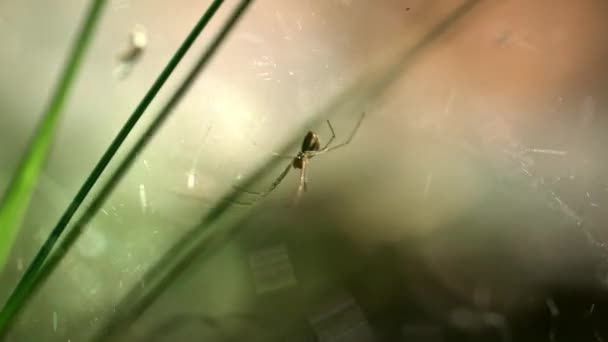 Spider sitter i sin lya. Spider frös på webben mellan gröna blad — Stockvideo