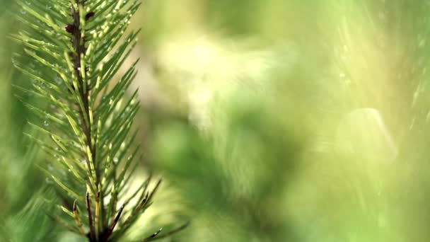 Young needles of pine in droplets of water after rain. Young needles of pine — 비디오