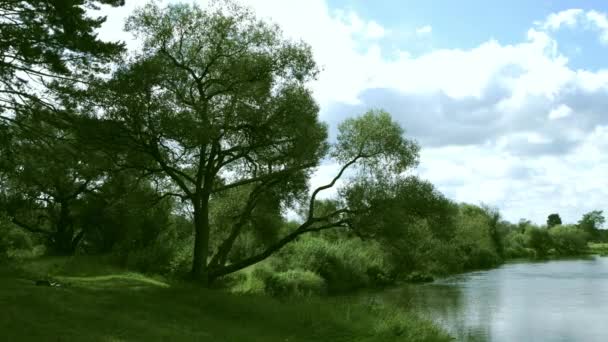 Panorama of river big trees bushes and green grass growing on its banks — Stock Video