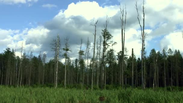 Száraz fák nőnek vastag fű közelében fenyőerdő. Erdei panoráma. Száraz fák — Stock videók