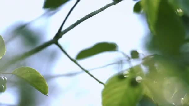 Zweige von Frangula alnus mit schwarzen Beeren, die im Wind wehen. Erle-Sanddorn — Stockvideo