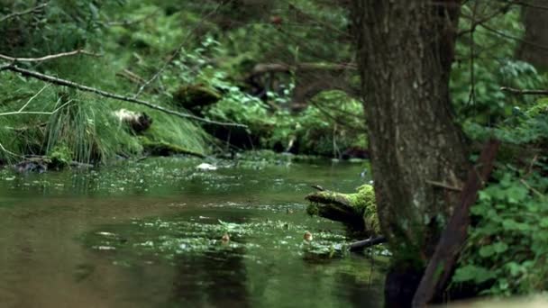 Forest stream with transparent water flowing in wood. Landscape with brook — Stock Video