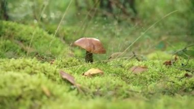 Ormanda yeşil çimenler içinde büyüyen büyük kapaklı turuncu kapaklı boletus yakın