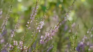 Yaz ormanında çiçek açan narin Calluna çiçekleri. Çiçekli fundalık yakın çekim