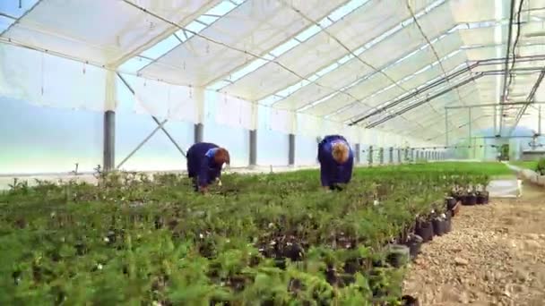 Gli agronomi lavorano in serra. Le donne coltivano piantine di conifere — Video Stock